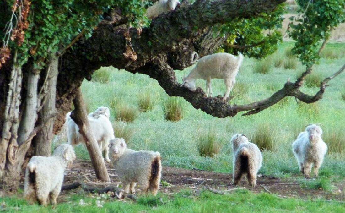 Beware of Coodravale's flying goats.  Photo: Tim the Yowie Man
