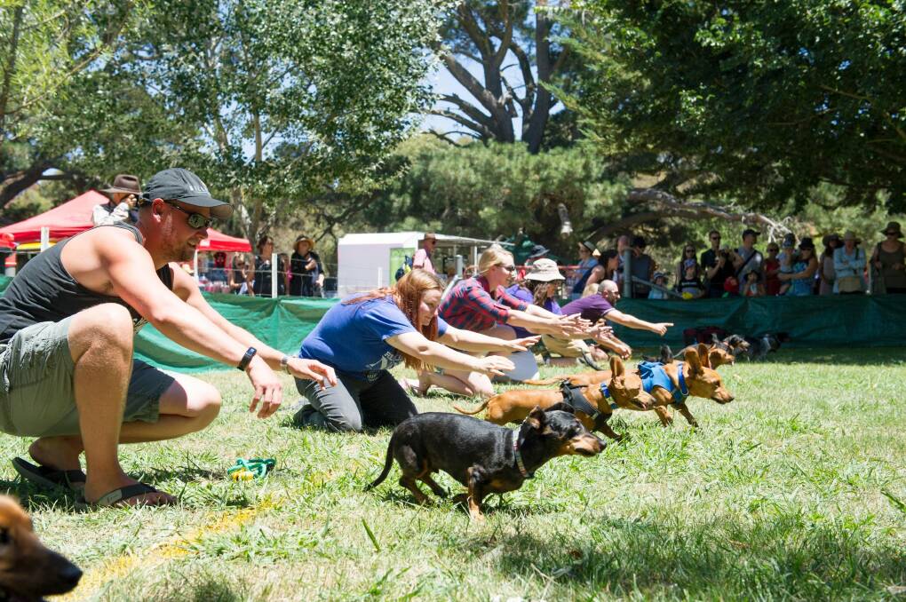 Action from the Dachshund races at the Bungendore show. Photo: Jay Cronan