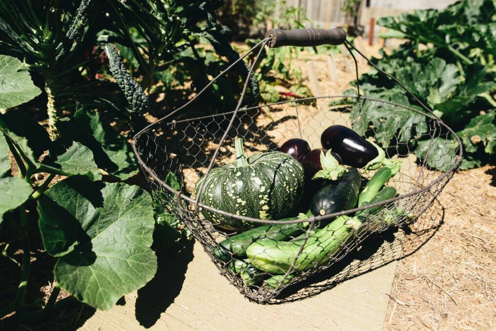 Some of the vegetables picked from the O'Connor garden. Photo: Rohan Thomson