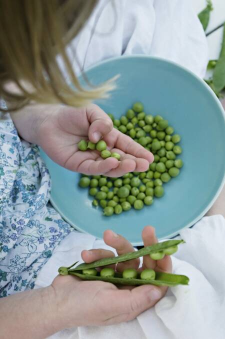 Get the kids to help you pod the peas and they'll enjoy eating them so much more. Photo: Richard Clark