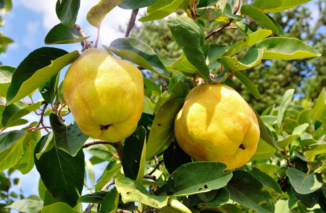 Quinces can be propagated quite easily from two-year-old hardwood cuttings. Photo: syaber
