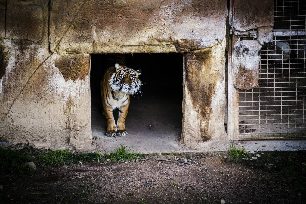 Rhani, one of the National Zoo and Aquarium's female Sumatran tigers.  Photo: Jamila Toderas