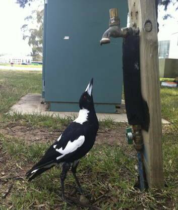 A magpie squats under a dripping tap during the heat wave Canberra. Photo: Katrina Logan
