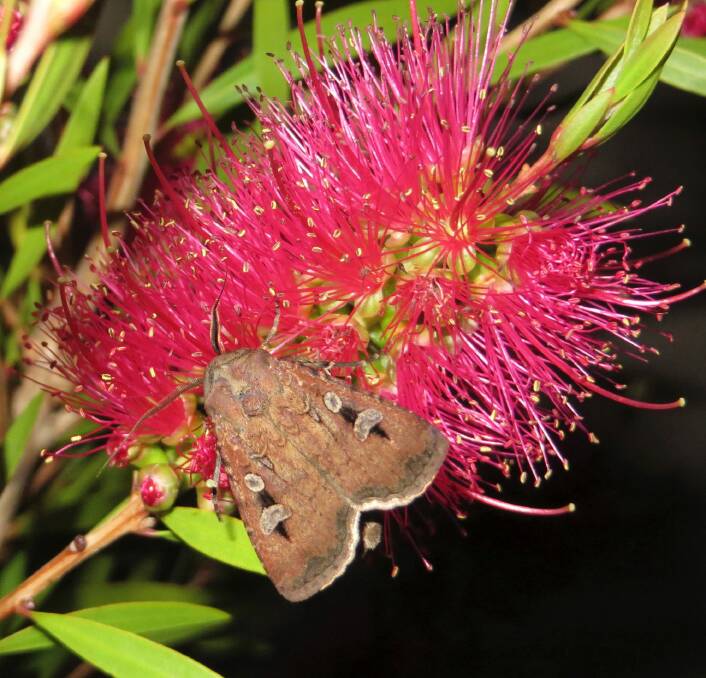 A bogong moth feasting on a blossom in a Canberra backyard in 2013.  Photo: Alison Jones