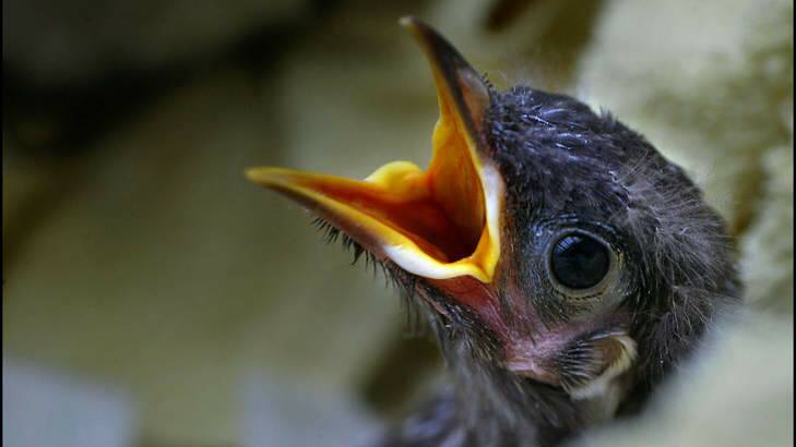 A  baby wattle bird demands its morning feed. Photo: Sandy Scheltema