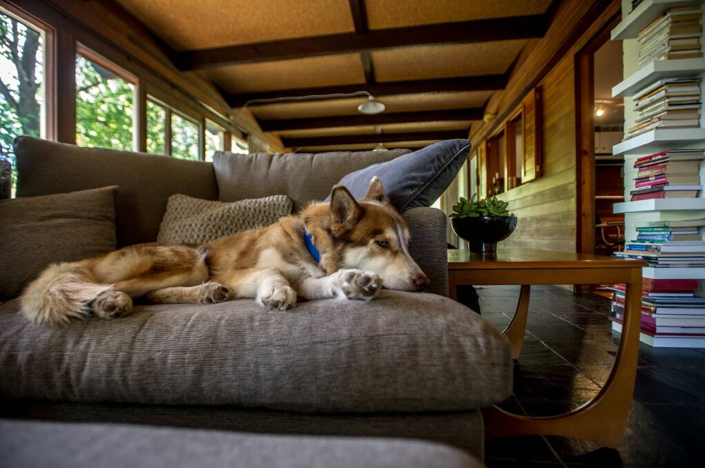 Blue's pet husky Jake relaxing at home in the truly modernist sun room. Photo: Karleen Minney