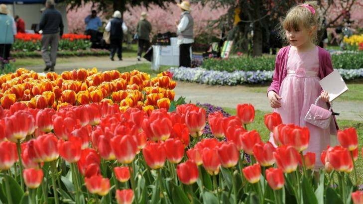 Tulip Top Gardens, off the Old Federal Highway near Sutton, is in bloom for spring flower enthusiasts. Photo: Graham Tidy
