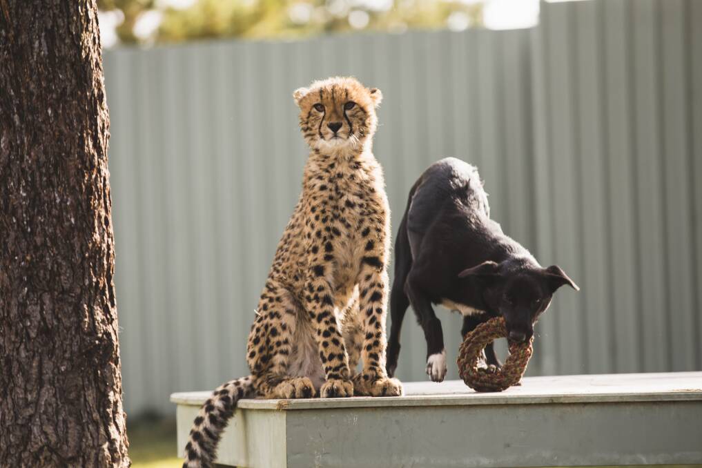 Solo and Zama's unlikely friendship initially turned some heads when they were unveiled at the Canberra Zoo earlier this year.  Photo: Jamila Toderas