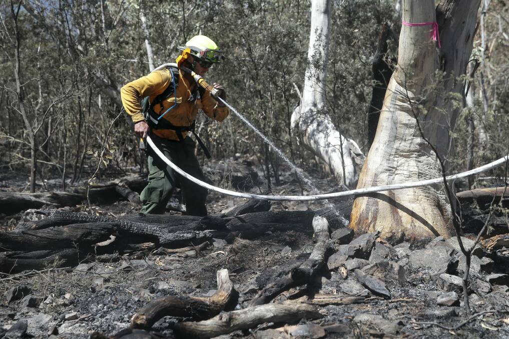ACT Parks & Wildlife firefighter Ben Stevenson puts out embers in a tree trunk. Photo: Jeffrey Chan