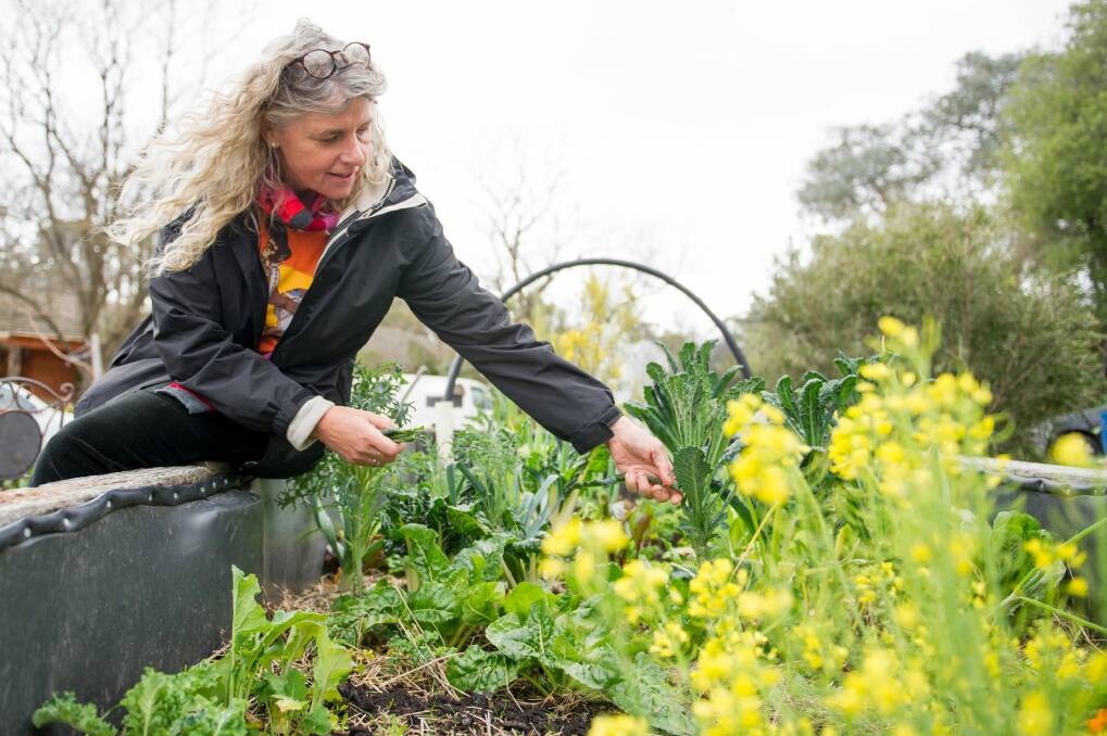 Dr Christiane Keller, in her garden picking Kale. Photo: Jay Cronan