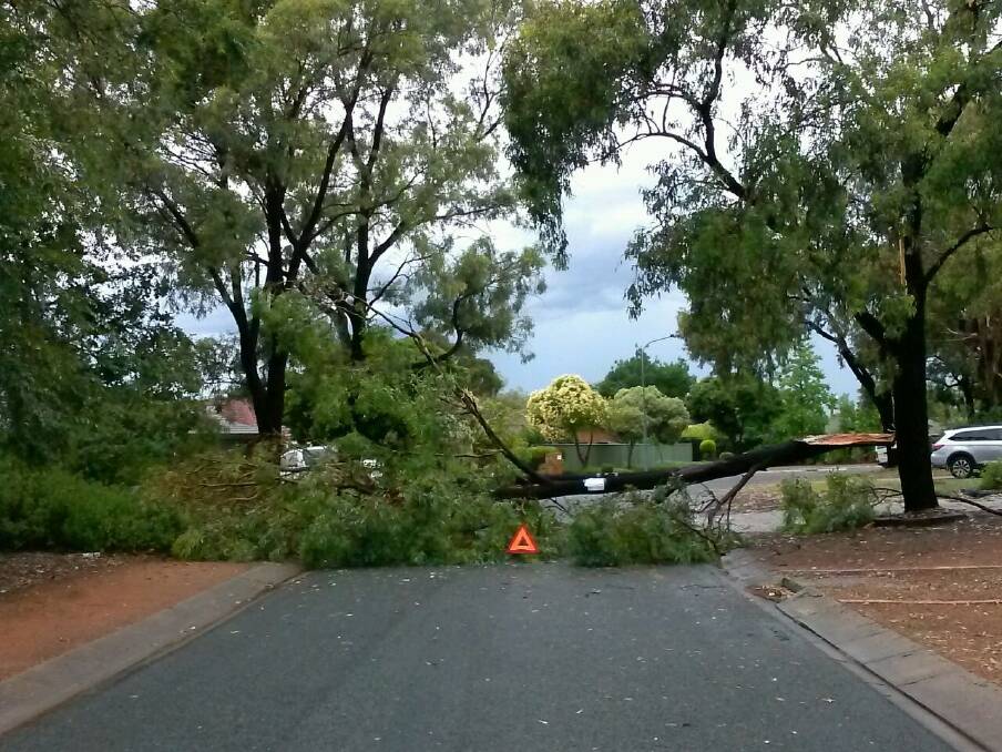 Tree down at Tunney Crescent in Florey.  Photo: Supplied