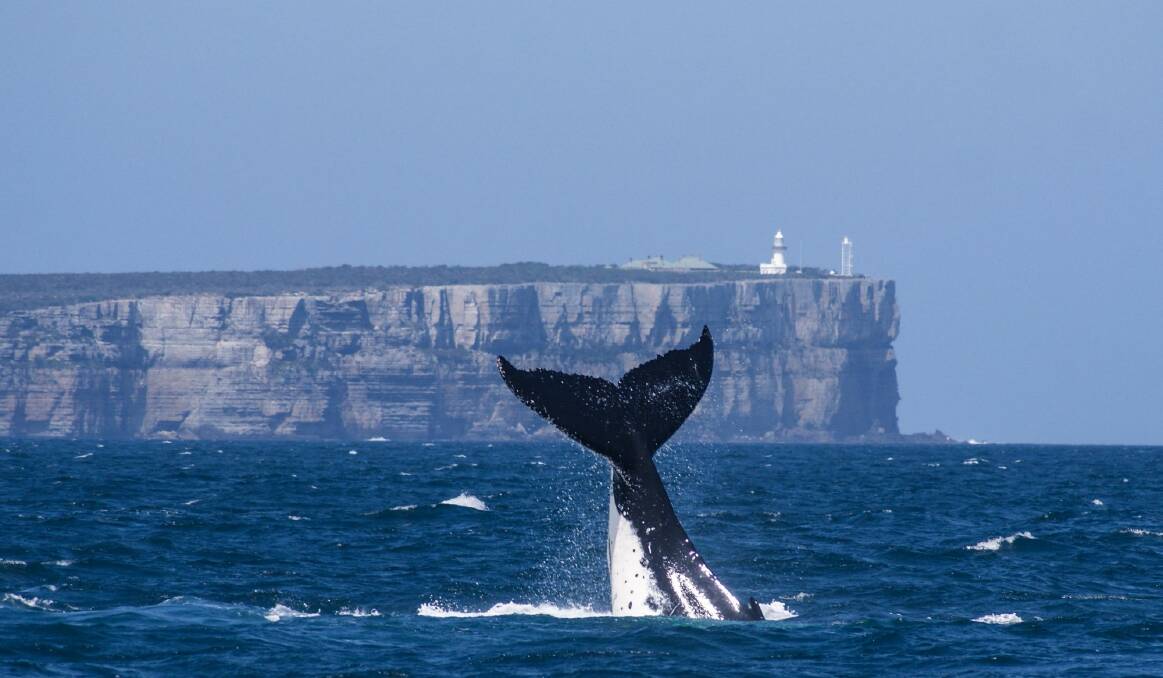 Whale watching in Jervis Bay. Photo: Michelle Stewart