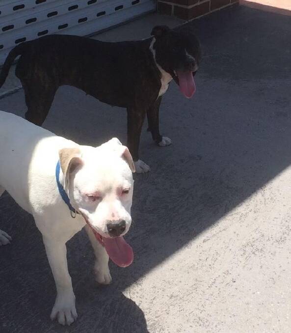 The two dogs allegedly behind the deaths of two small dogs in Dunlop. Photo: Territory and Municipal Services