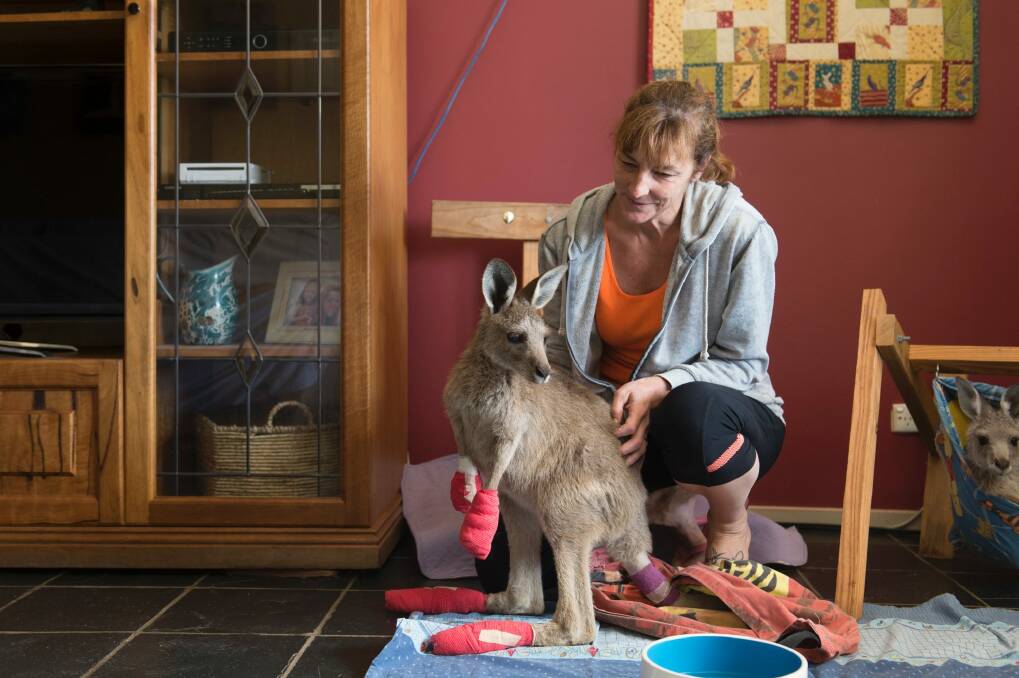 Wildcare Queanbeyan volunteer Sherri Midson looking after an injured kangaroo after the Carwoola bushfire. Photo: Jay Cronan