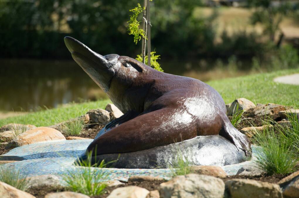 Queany, the platypus sculpture at Queanbeyan, was launched on Tuesday. She has been in situ since 2015. Photo: Jay Cronan 