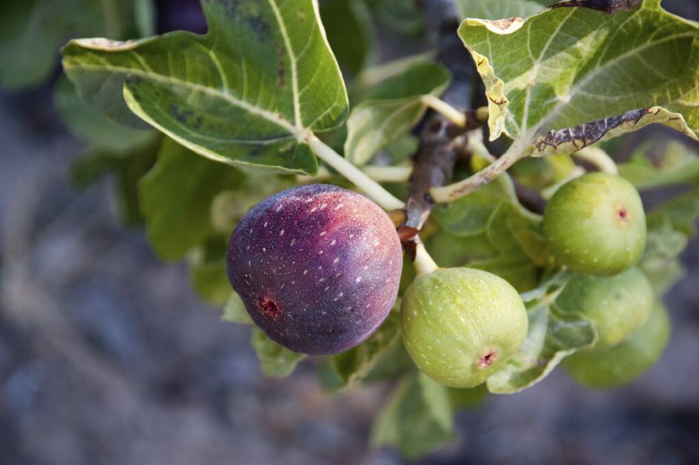 You do not have to be a gardener to grow a fig tree. Photo: Getty
