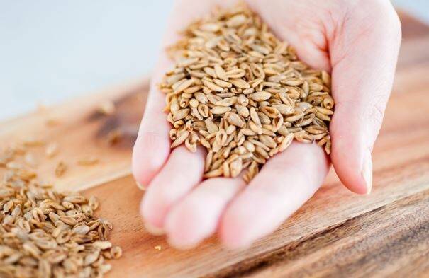Canberra startup The Healthy Grain has commercialised BarleyMAX, a natural whole grain that contains twice the dietary fibre of regular grain. Photo: The Healthy Grain