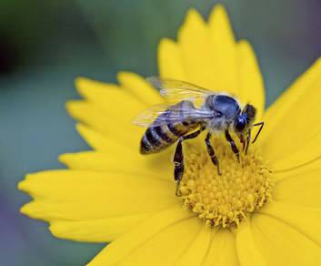 Honey bees are struggling in Canberra at the moment. Photo: iStockphoto