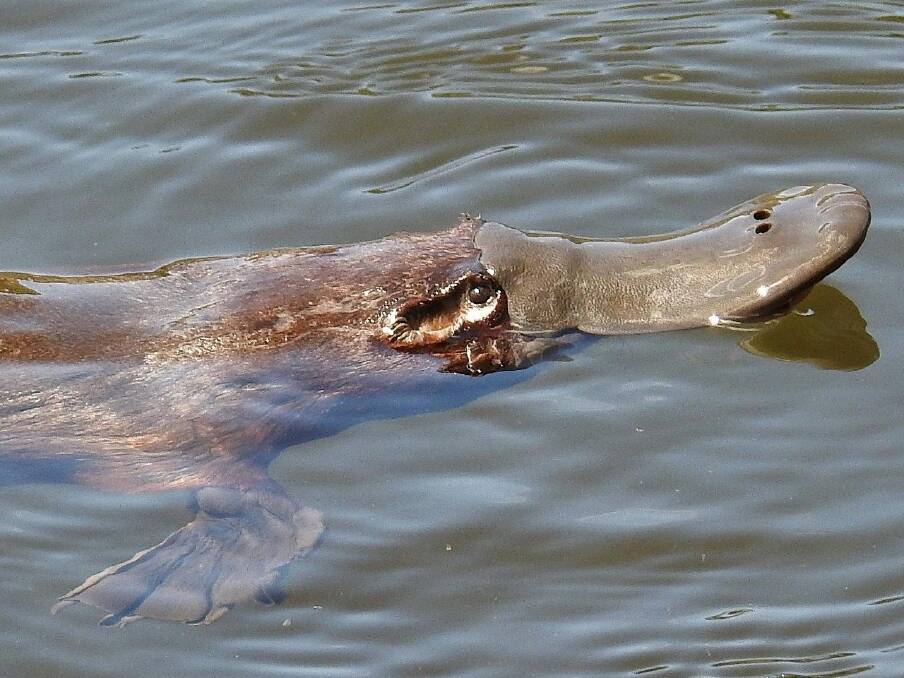 Wild (but amiable) platypus at Tidbinbilla. Photo: John Bundock