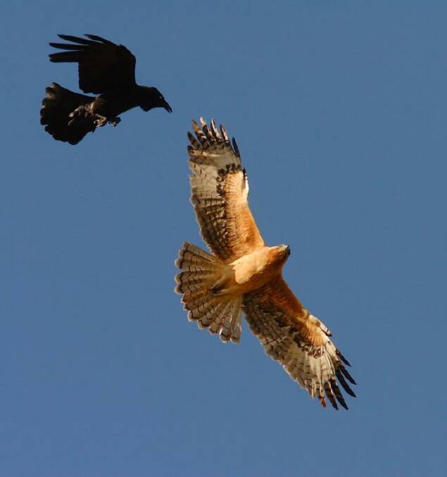 An Australian raven attacking a little eagle. Photo: Geoffrey Dabb