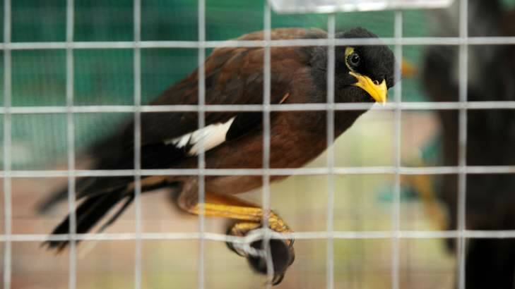 A trapped Indian myna. Photo: Kate Leith