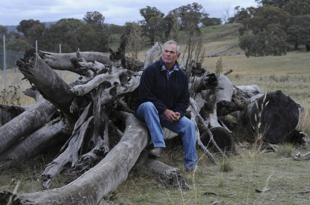 Williamsdale grazier Brett McDonald with a pile of yellow box timber on his property which was felled to install an ACTEW pipeline.  Photo: Graham Tidy
