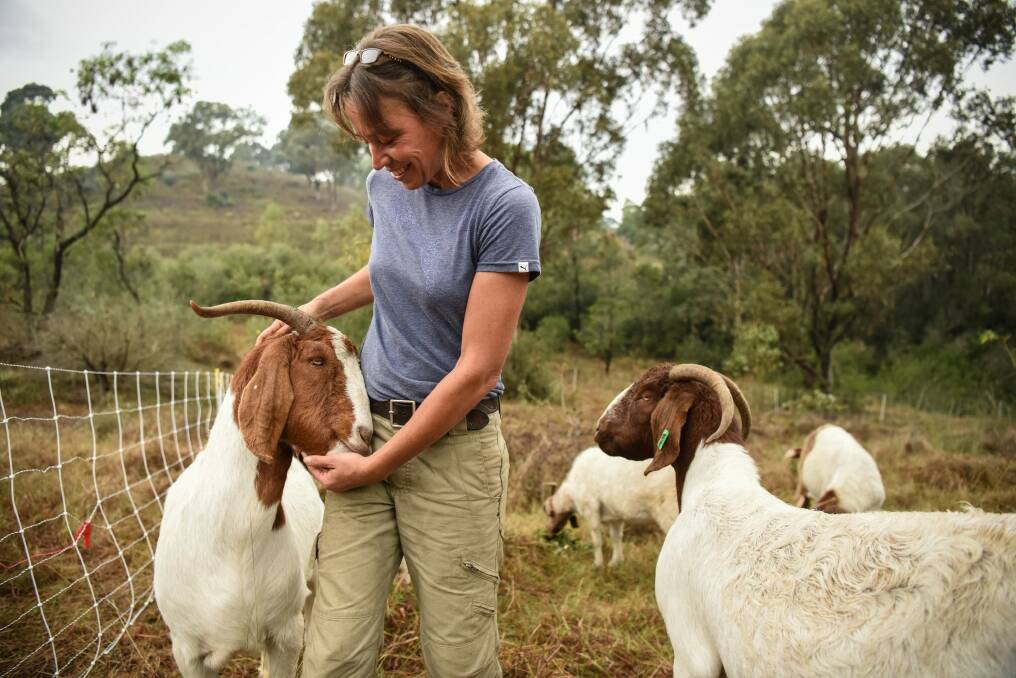 Elisabeth Larsen from Herds for Hire with a mob of South African boer goats. Photo: Wolter Peeters
