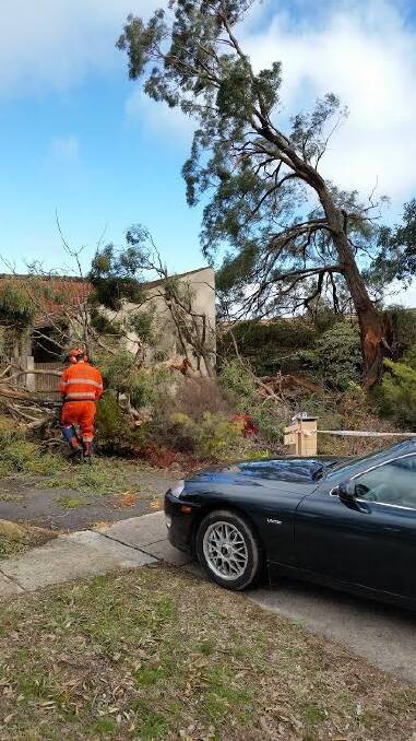 The SES helping move debris from trees in Weston. Photo: Michael Calkovics