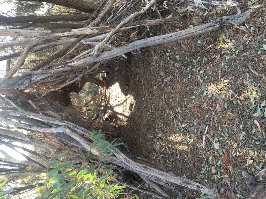 A temporary bush cubby. Photo: Tim the Yowie Man