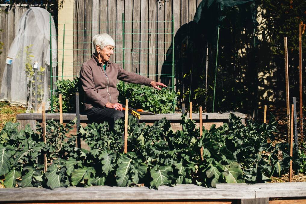 Jean Groves tending to her sprouting broccoli Photo: Rohan Thomson