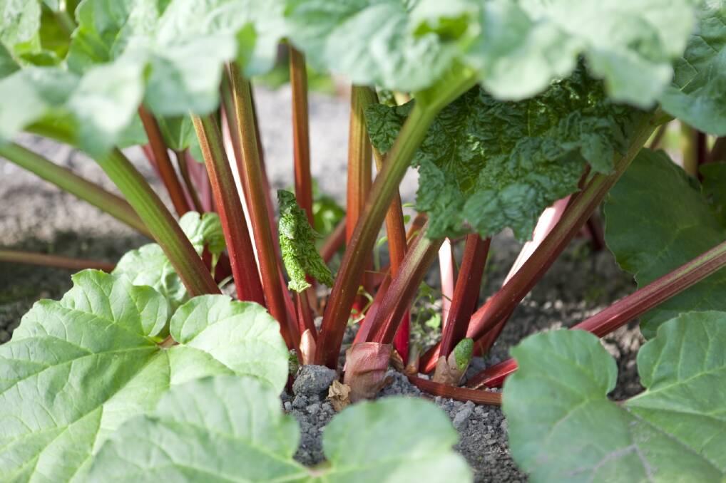 Versatile rhubarb is always a colourful addition to the plate. Photo: Chris Price