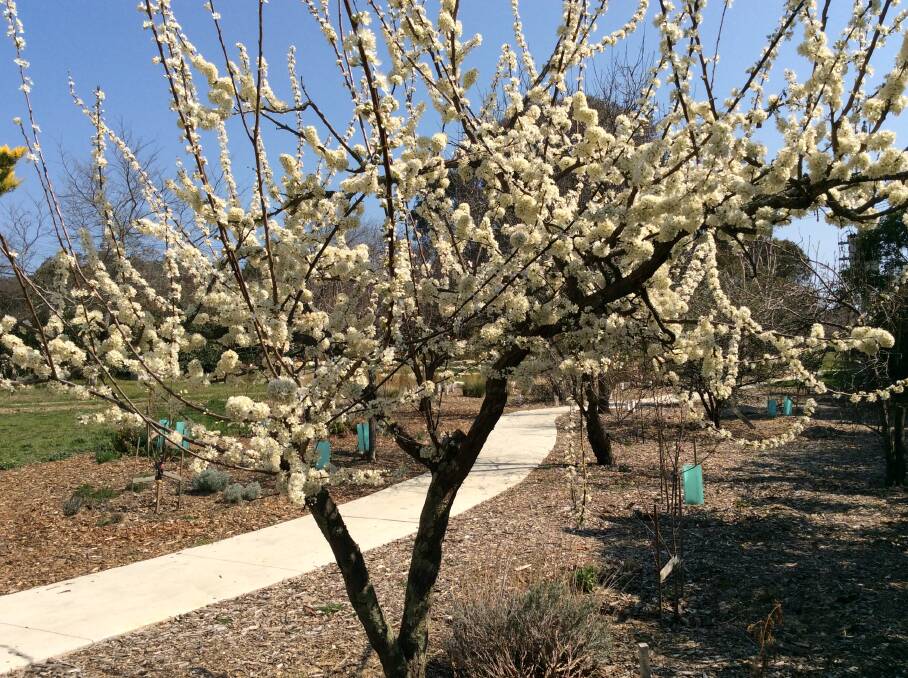 Blossom on old plum tree in Tocumwal Housing Precinct Community Orchard in O’Connor. Photo: Susan Parsons