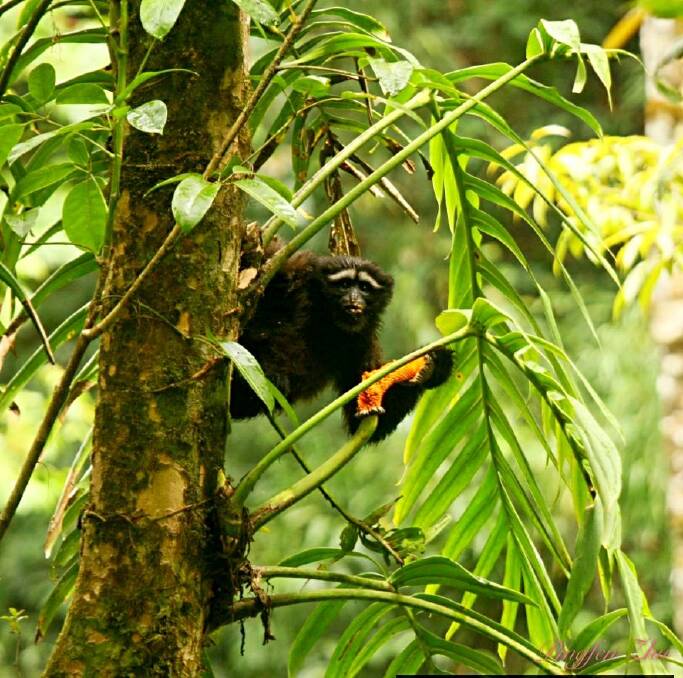 Research from the Australian National University's Colin Groves has contributed to the discovery of a new species of primate - the Hoolock tianxing, or the Skywalker Hoolock gibbon. Photo: Peng-Fei Fan