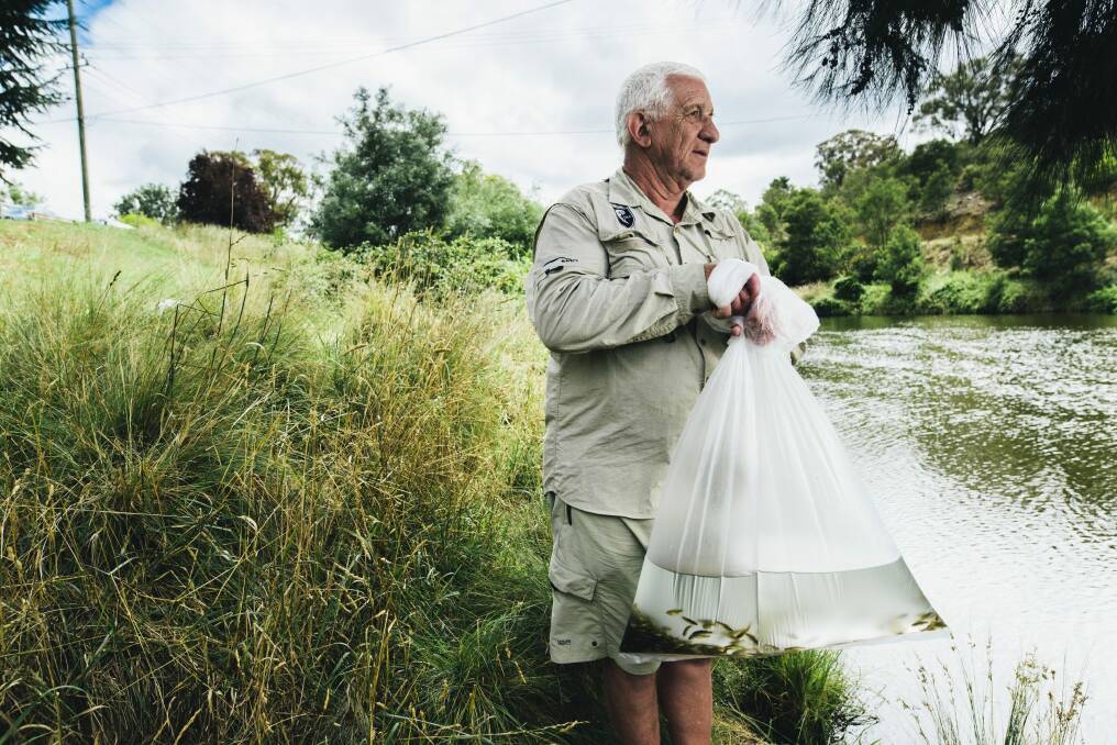 Peter Kilfoile, of the Canberra Angler's Association, with one of the bags of fish ready for release. 
 Photo: Rohan Thomson