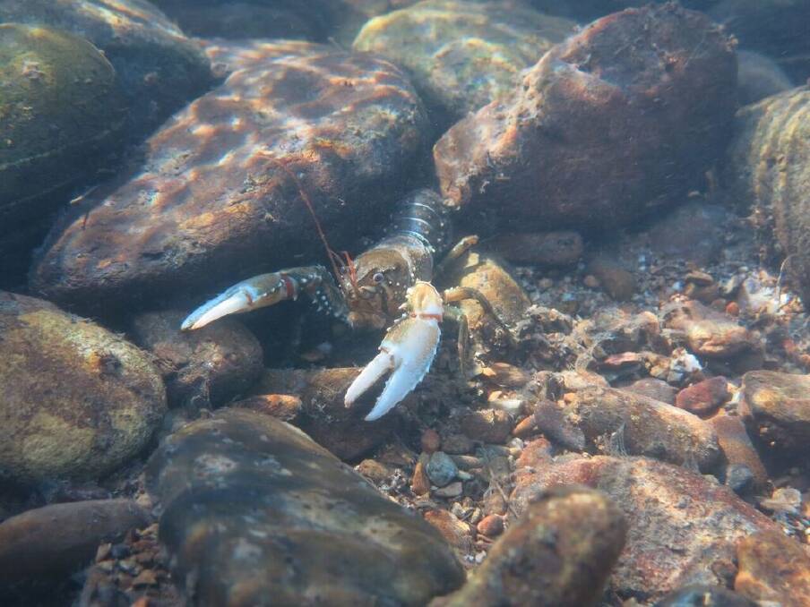 Murray crayfish are extremely sensitive to habitat loss.  Photo: Supplied