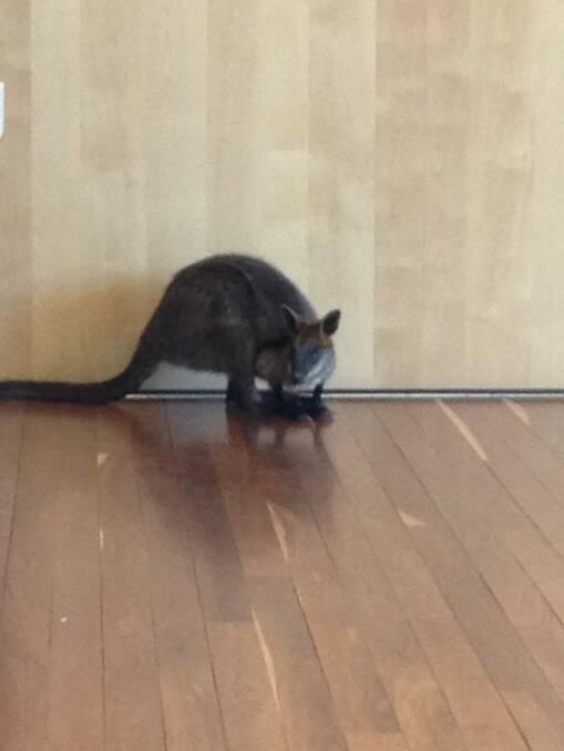 A wallaby slipped into the Belconnen Police Station on Tuesday. Photo: ACT Policing