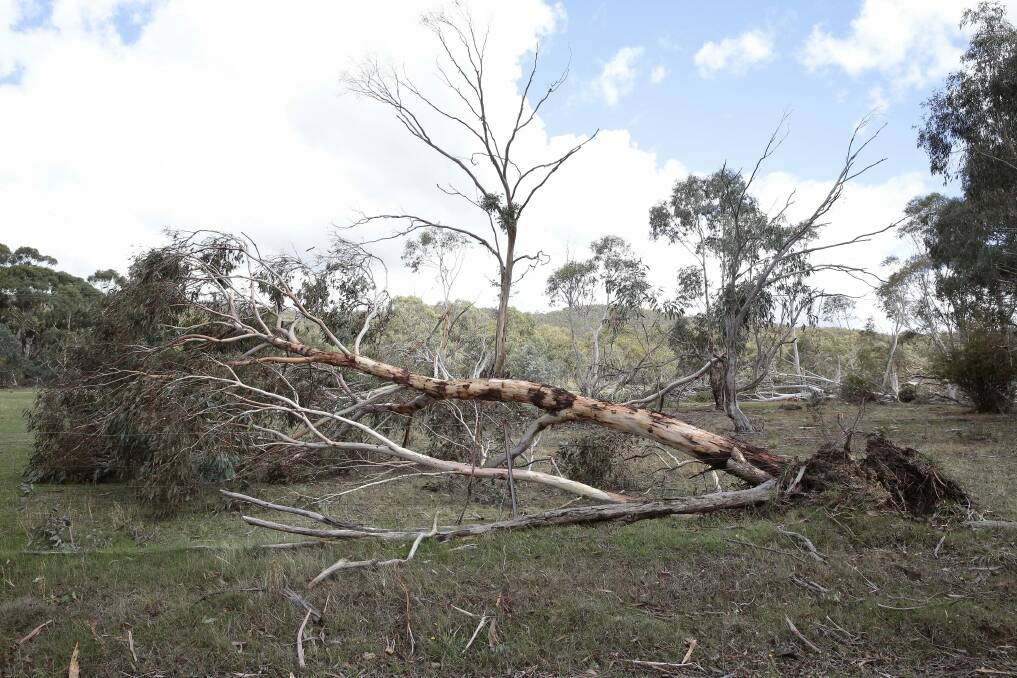 Trees knocked over by storm along Daniel Lane in Forbes Creek. Photo: Jeffrey Chan