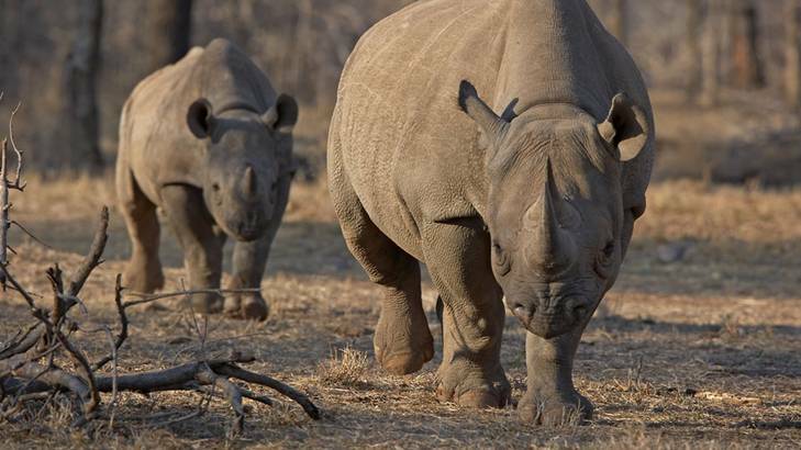 Herds of rhinos and elephants are just some of the challenges faced by Botswana firefighters. Photo: Supplied