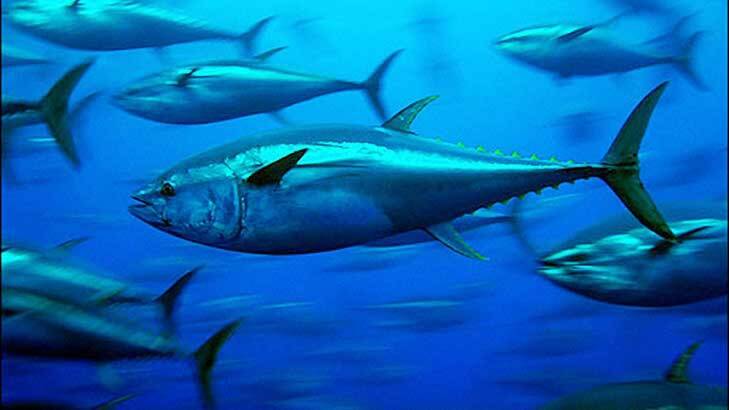 The annual Yellowfin Tuna Tournament is on next weekend in Bermagui.