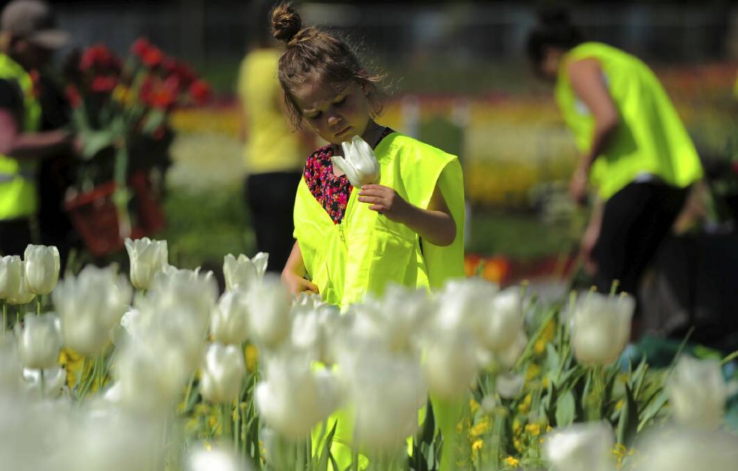 Four-year-old Sienna
Adams, of Scullin, helps her mother Ruth collect some tulips for Florey Primary School.  Photo: Graham Tidy