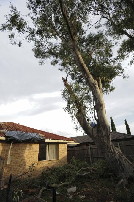 A tarpaulin covers a hole a falling branch punched in the roof of this ACT Housing property. Photo: Graham Tidy