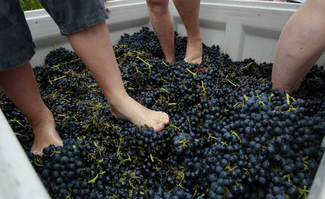 NCH NEWS - shows honorary winemakers stomping grapes at IronBark Hill vineyard in Pokolbin - shows feet stomping 12th Feb 2011 pic by PETER STOOP Photo: Peter Stoop