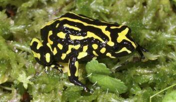 A northern corroboree frog. Photo: Dr Murray Evans