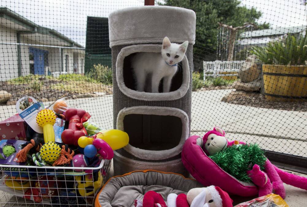 The RSPCA ACT was overwhelmed with treats and toys for the animals in care. Photo: Supplied