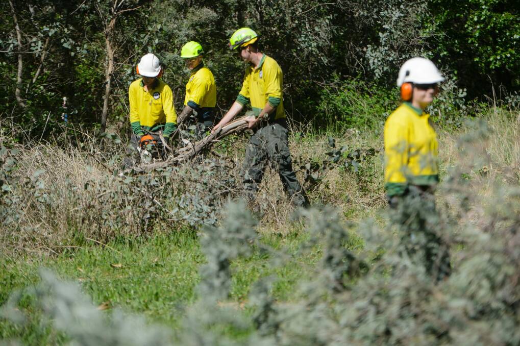 A seasonal fire crew clearing bush in Bruce. Photo: Sitthixay Ditthavong
