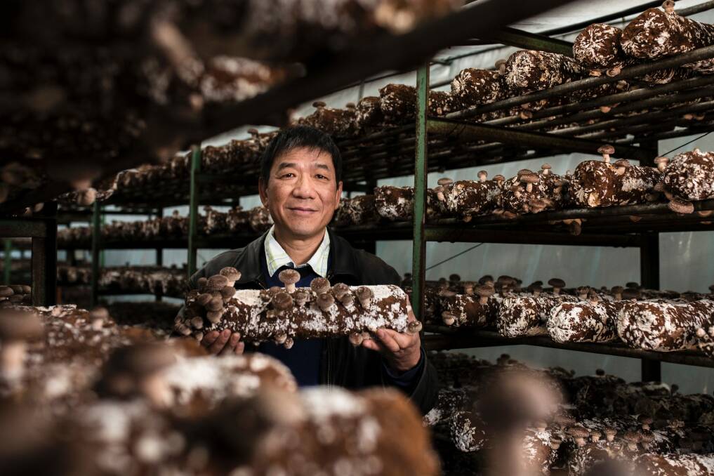 Owner Peng Hui with a shiitake mushroom log inside one of the greenhouses.  Photo: Jamila Toderas