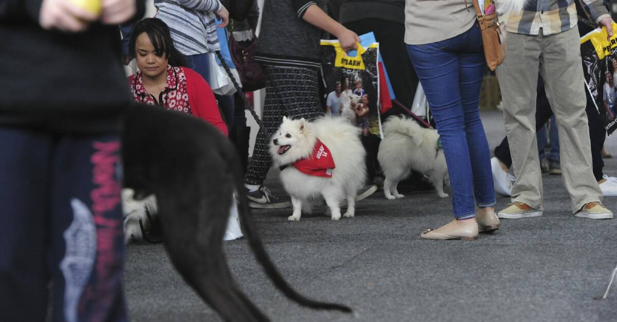 Time to sniff out the competition at A Pooch Affair.
 Photo: Graham Tidy