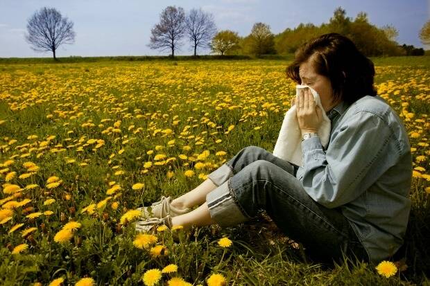 Canberra is experiencing its worse hay fever season in years. Photo:  