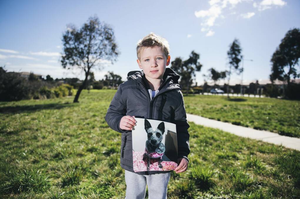 Dylan Gabriel, 4, near his home in Dunlop where his family believe someone took their beloved dog Patch. Photo: Rohan Thomson