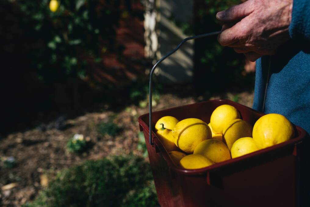 Carol Anderson's freshly picked lemons. Photo: Rohan Thomson